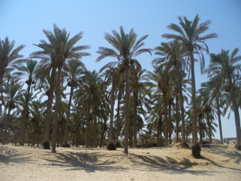 el-Arish date palms nedomex, Flickr